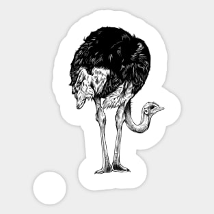 Line drawing - ostrich Sticker